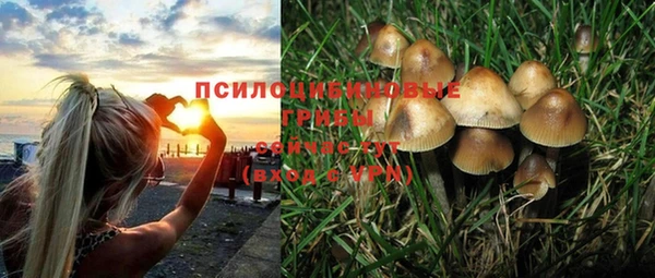 стафф Кодинск